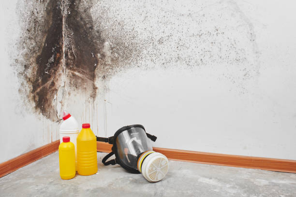 Best Residential Mold Remediation in Mahomet, IL