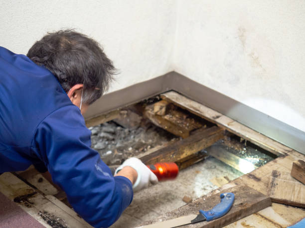 Best Post-Flood Mold Remediation in Mahomet, IL