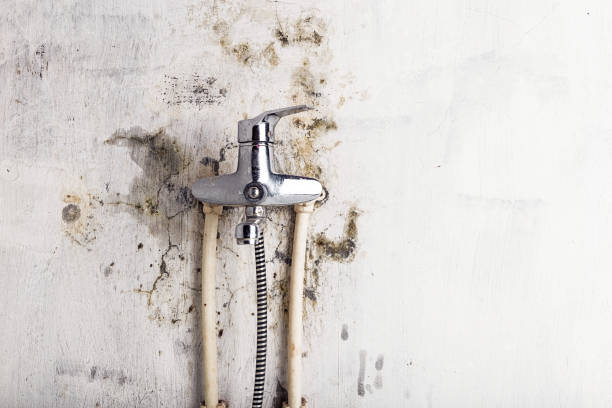 Best Mold Testing and Inspection Services in Mahomet, IL