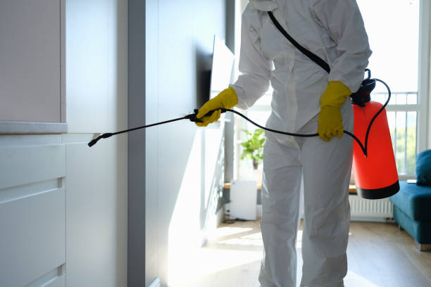 Best Basement Mold Remediation in Mahomet, IL