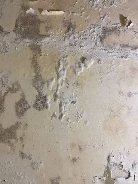 Best Kitchen Mold Remediation in Mahomet, IL