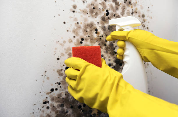Best Crawl Space Mold Remediation in Mahomet, IL