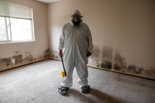 Best Black Mold Remediation in Mahomet, IL