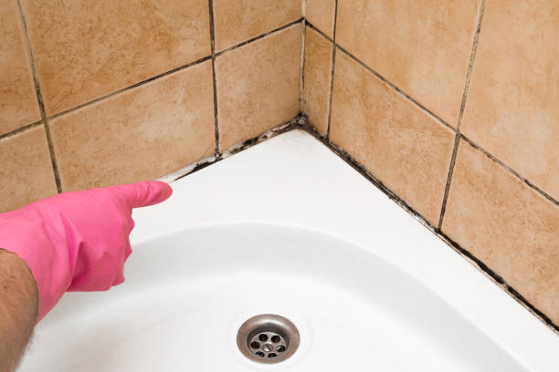 Best Emergency Mold Remediation in Mahomet, IL